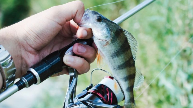 Balık en çok hangi yeme gelir? Hangi balık hangi yemle avlanır?