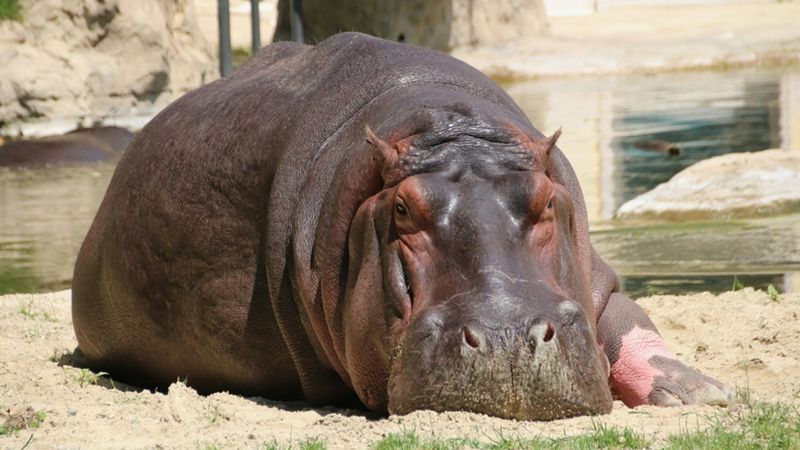 Kongo'da şarbon alarmı: 50 su aygırı telef oldu