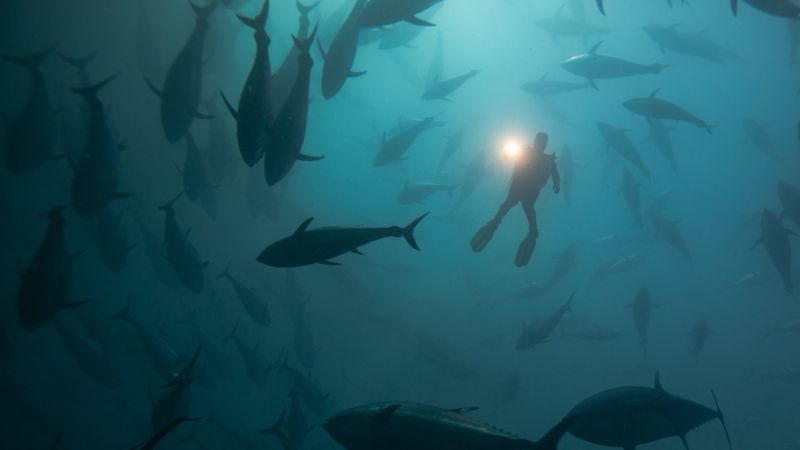 NASA uydusu okyanus tabanında 100 bin gizli dağ keşfetti