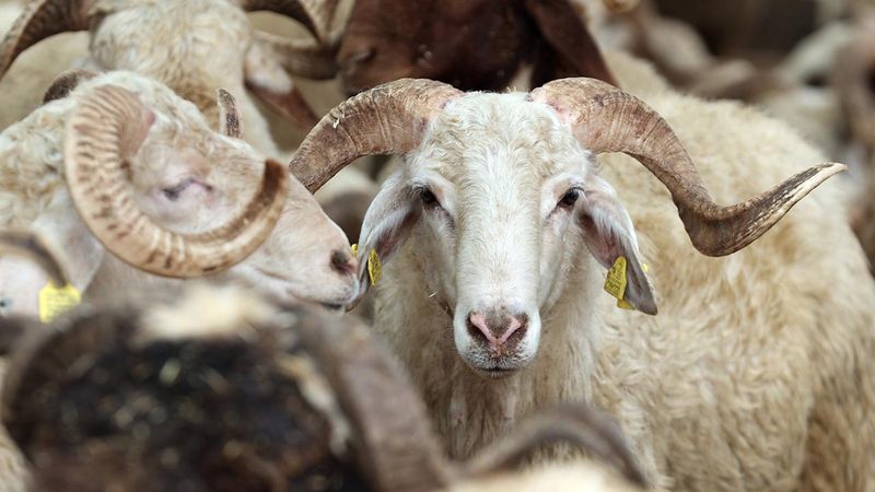 Kurbanlık olarak satın alınan hayvana, daha sonra başkaları ortak edilebilir mi?