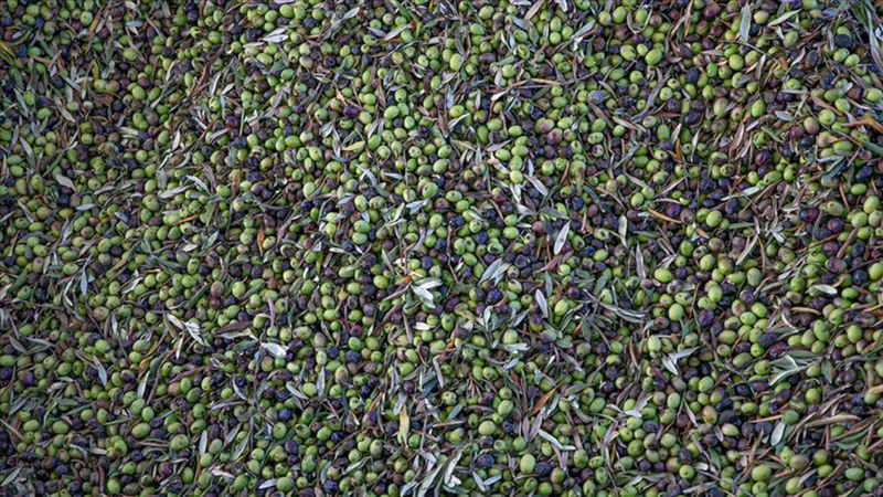 Türkiye sofralık zeytin üretiminde dünyada zirveye yerleşti