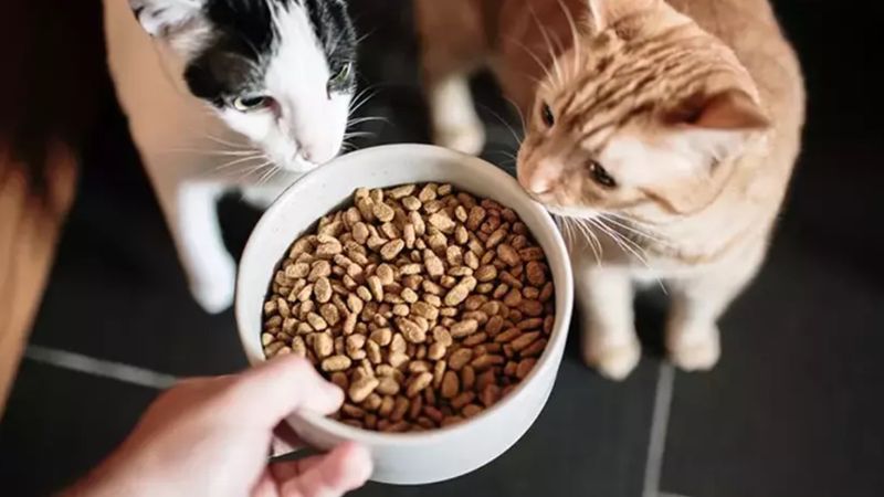 Tüm Evcil Hayvan Sahipleri Dikkat! Ünlü Mama Markası Raflardan İndiriliyor