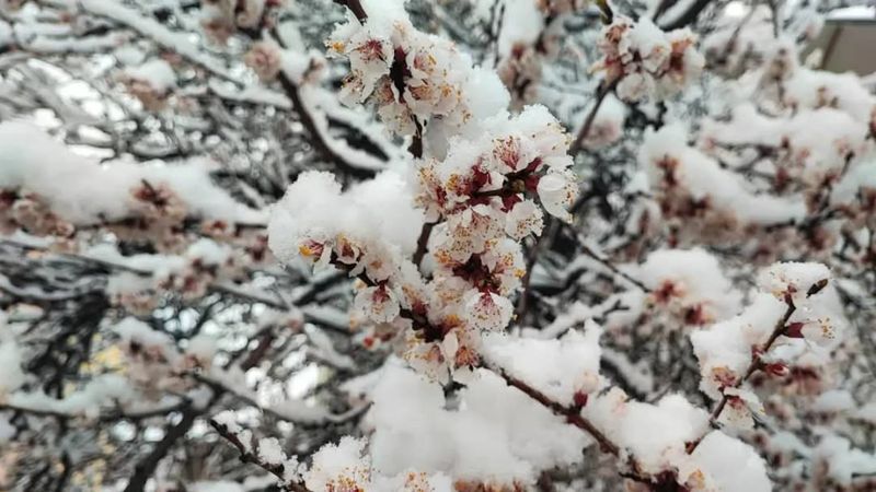 İbrahim Yumaklı: Tarihimizin en büyük 'zirai don' olaylarından birini yaşadık
