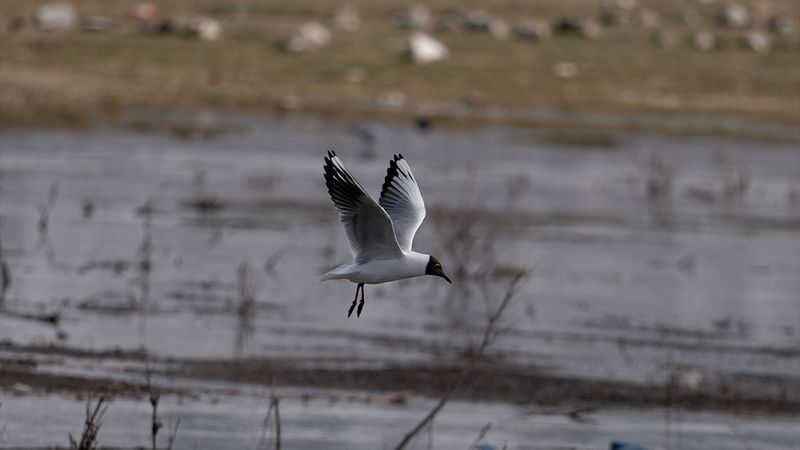 Erzurum'un sulak alanları göçmen kuşlarla şenlendi