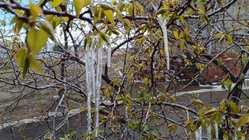 Yozgat’ta zirai don meyve ağaçlarını vurdu