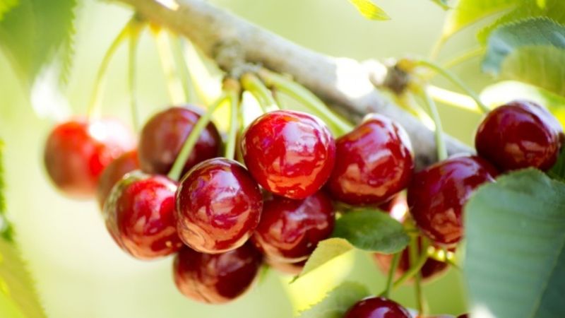 İlk kiraz hasat edildi; Kilosu dudak uçuklattı!