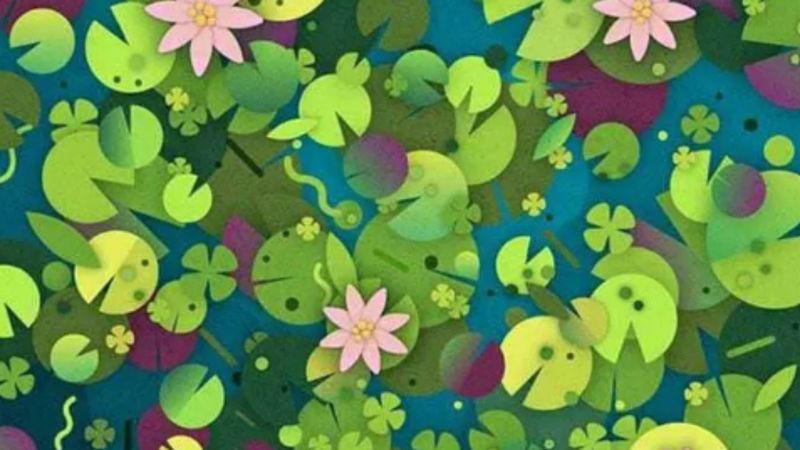 Dikkat testi: Resimdeki kaplumbağayı 6 saniyede bulabilenler üstün zekalı sayılıyor...