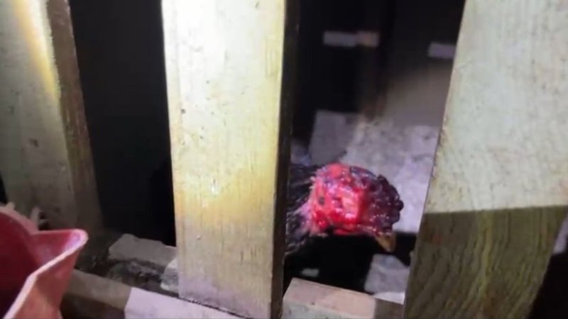 Sakarya’da horoz dövüştürüp bahis oynayanlara ceza