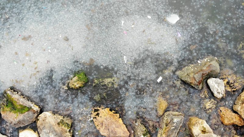 İstanbul Moda Sahili'nde denizanası istilası