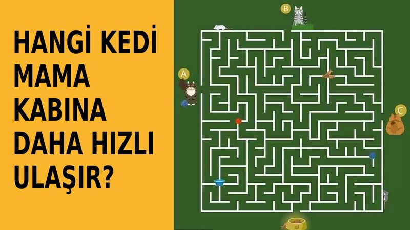 Zeka sorusu: Hangi kedi mama kabına önce ulaşır? 11 saniyeniz var…