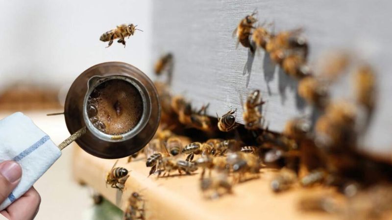 Arılar bu kokudan kaçıyor... Balkonda yakın, yaz boyu rahatlayın