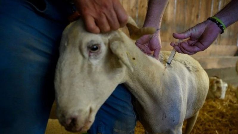 Datça'da küçük ve büyük hayvanlara karantina