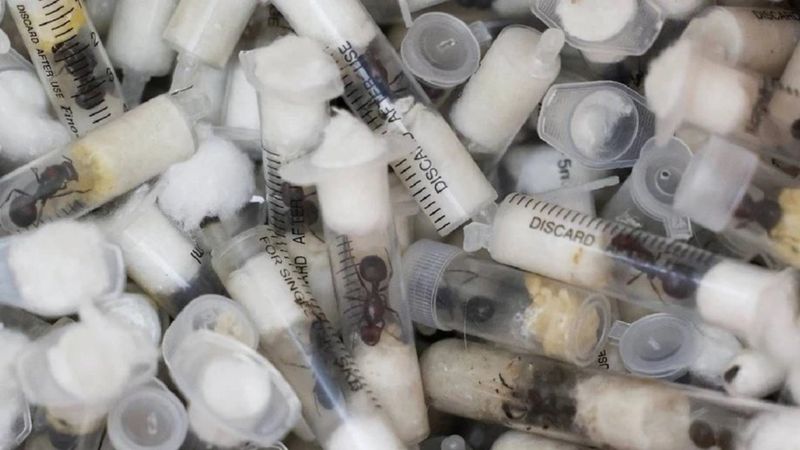 İnanılmaz ticaret! Tanesi 220 dolara satılıyor...