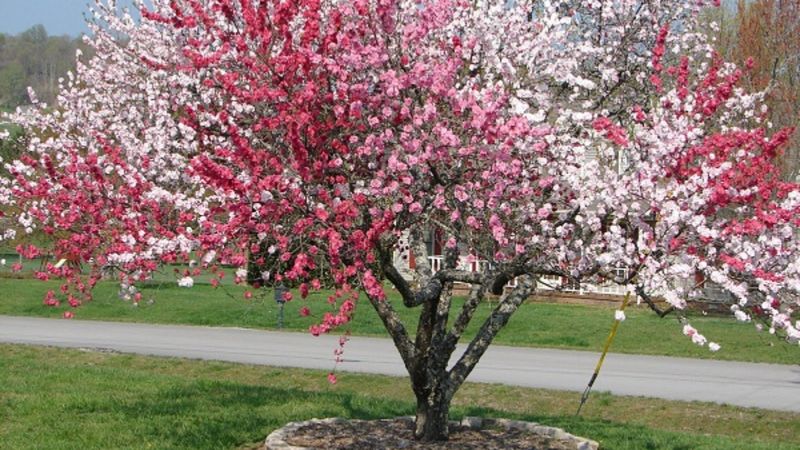 Gören gözlerine inanamıyor! Bu ağaç 40 ayrı meyve veriyor