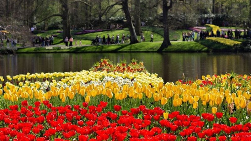 Hollanda'daki dev lalebahçesi Keukenhof, 76. yılını ziyaretçilerle kutluyor