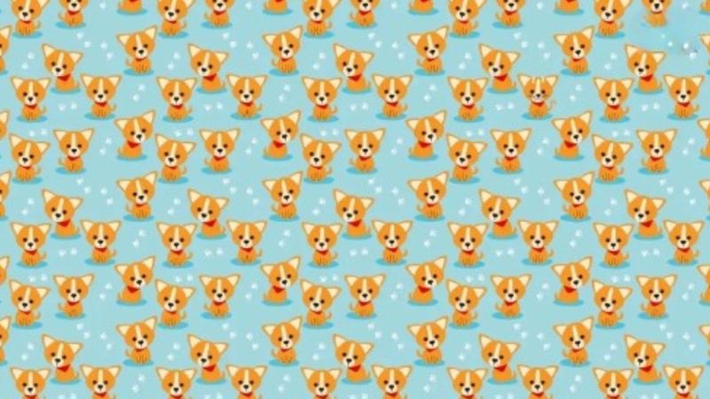 Bu Test Zekanızı Ele Veriyor: Kediyi 7 Saniyede Gören Zeka Küpü Çıkıyor