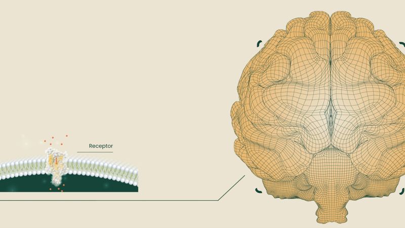 Neuralink rakibi şirket, beyin implantı için ABD'den onay aldı