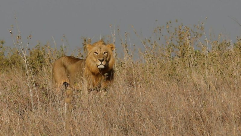 Kenya’da aslanın saldırdığı 14 yaşındaki kız hayatını kaybetti