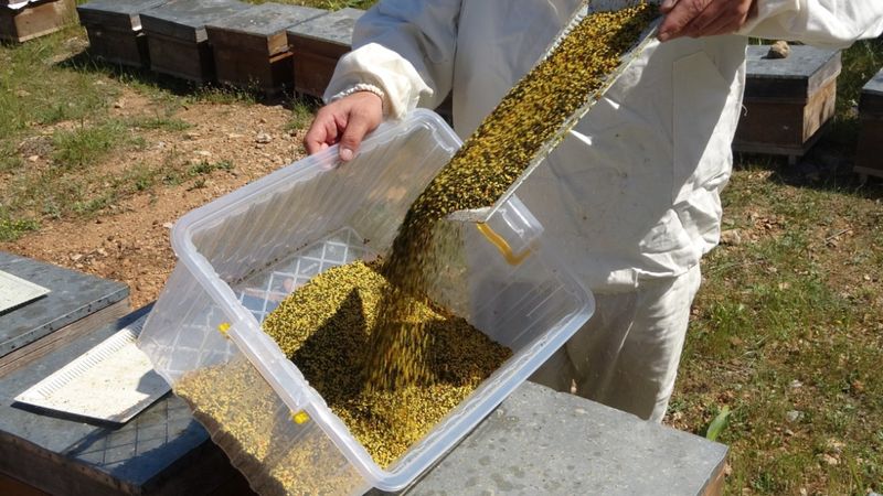 Şifa hasadı başladı! Gram gram toplanıyor; Kilosu bin 300 TL...