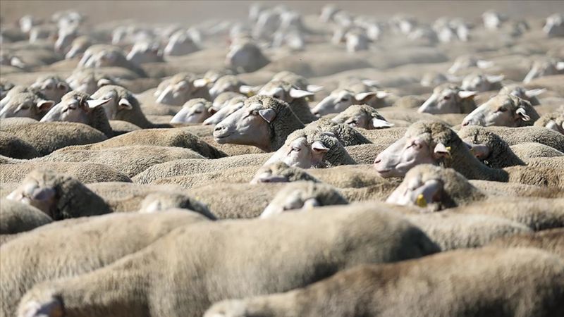 TİGEM, açık artırmayla 700 reforme küçükbaş hayvan satacak