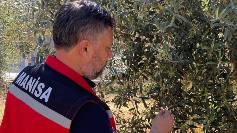 Manisa'da zeytin üreticilerine ’Pamuklu bit’ uyarısı