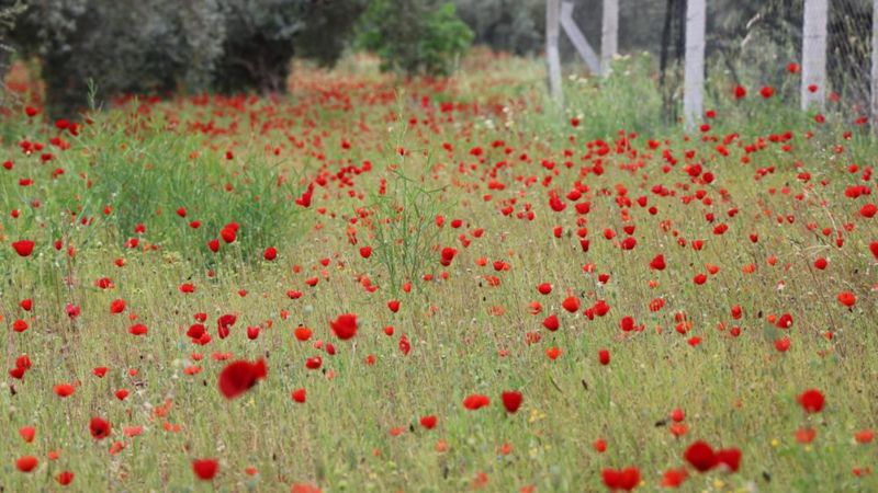 Aydın'da gelinciklerin görsel şöleni