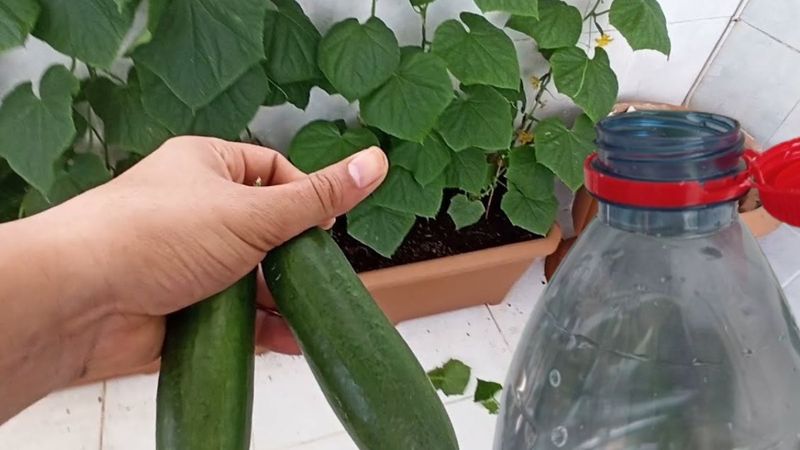 Balkonda yetişiyor: Pet şişeye ekin, kıtır kıtır yiyin…