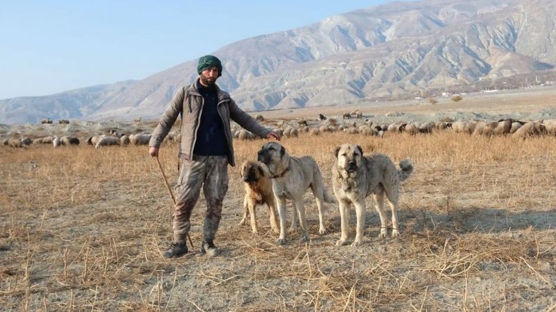 Erzincan’da 100 bin lira maaşla çoban bulamayan besici derdini valiye anlattı