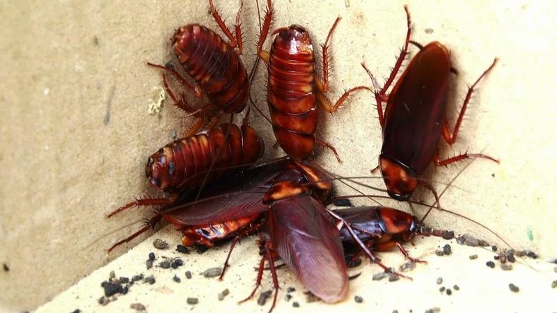 Evde varsa hemen atın! Bu koku hamam böceklerini çekiyor