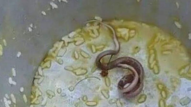 Hindistan'da okul yemeğinden yılan kalıntısı çıktı