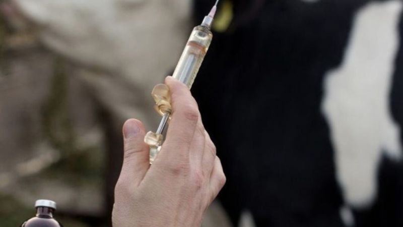 Tayland'da 30 yıl sonra şarbon kaynaklı ilk ölüm