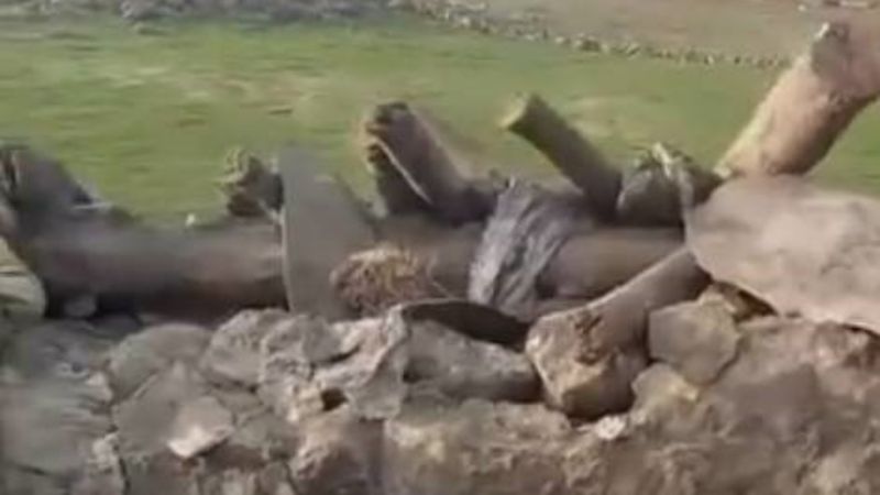 Kars'ta ahır çöktü: Büyükbaş hayvanlar telef oldu