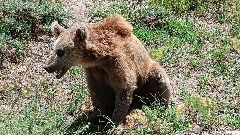 Nemrut Gölü'ne giden vatandaşlara bozayı uyarısı