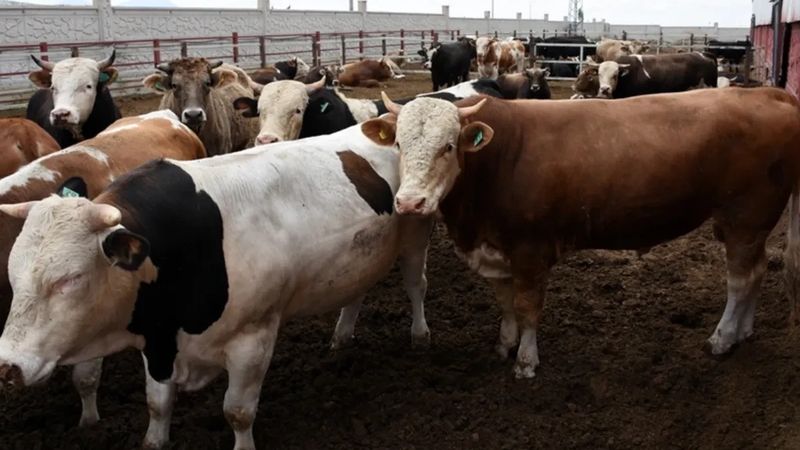 Kurbanlık fiyatları 2025: Diyanet, Kızılay ve yurt dışı kurban kesim bedeli…