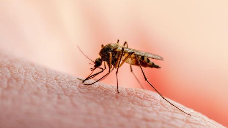 Sivrisinek nasıl kovulur? İşte sivrisineklerden korunmanın yolları...