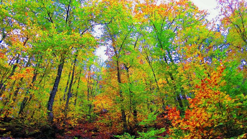 Çanakkale'de ormanlara giriş yasağı
