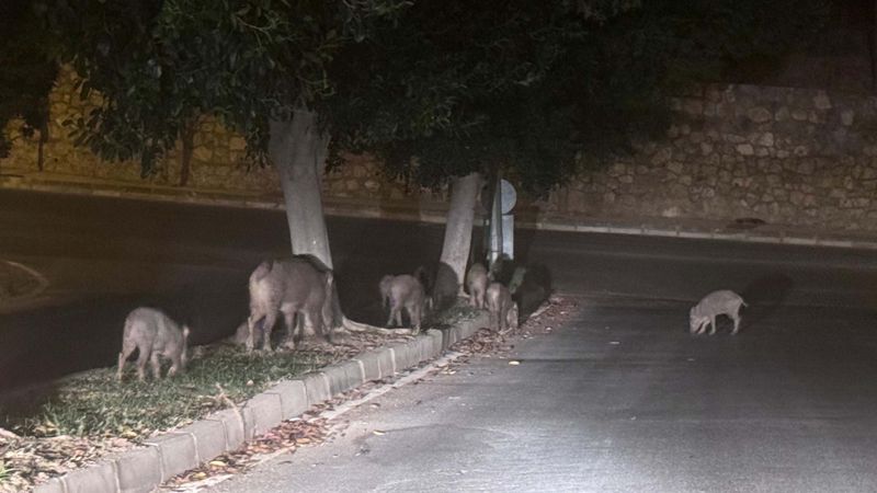 Muğla'da yaban domuzlarıyla mücadele için adım atıldı