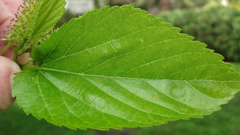Şifa kaynağı! Dut yaprağının faydaları saymakla bitmiyor...