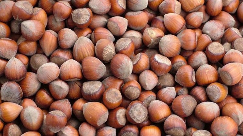 Fındık ihracatından 2025'in ilk 4 ayında 852 milyon doları aşkın gelir