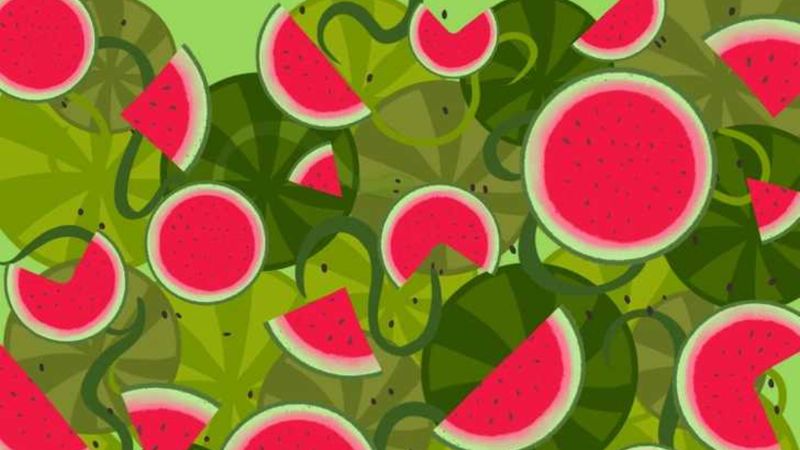 İllüzyon: Karpuzlara iyi bakın! Bir yılan saklanıyor...