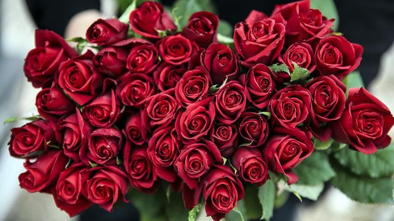 Anneler Günü hasadı: İşte 2025 gül fiyatları...