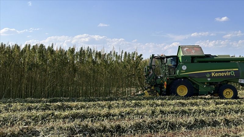 Kenevirde üretim ve verimlilik artıyor