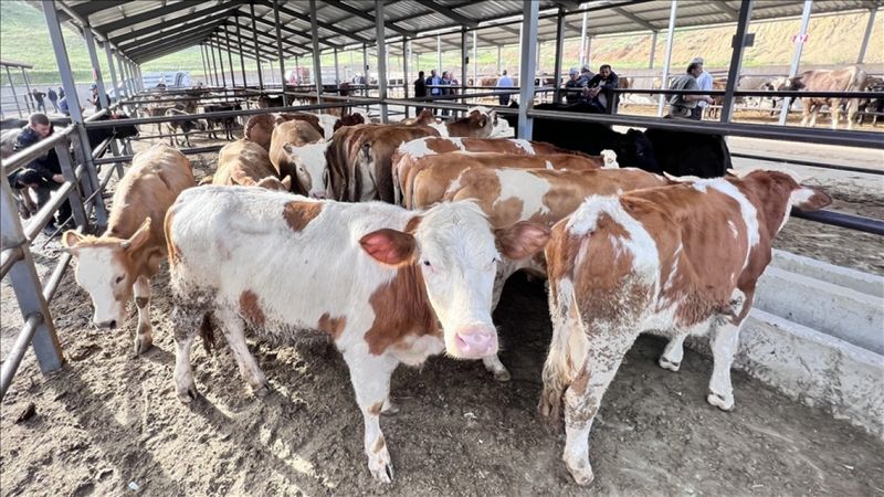 Doğu Anadolu'dan kurbanlık sevkiyatı başladı
