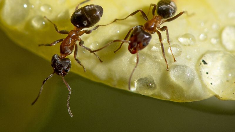 Kenya'da 2 Belçikalı 5 bin karıncayla yakalandı