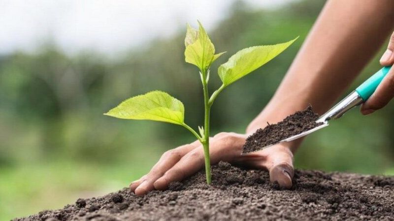 Meyve fidanı dikimi ne zaman yapılır? İşte en uygun zaman...