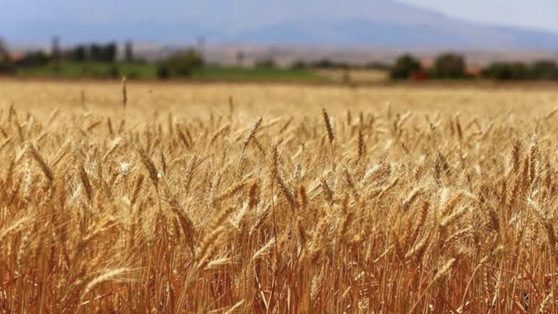 Buğdayda 19 milyon ton rekolte bekleniyor