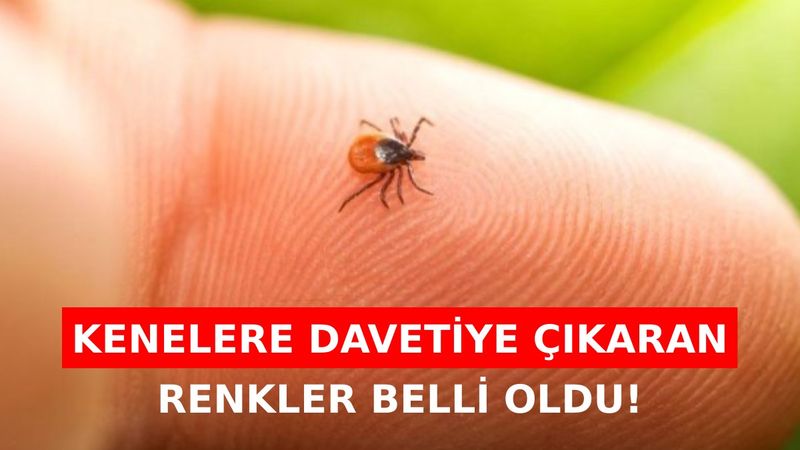 Sakın giymeyin: Bu renkler keneleri çekiyor