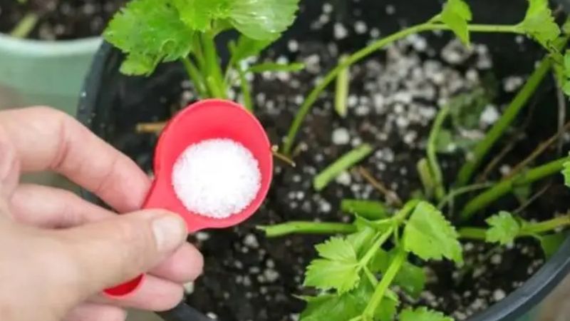 Bahçıvanların sırrı: Toprağa bir miktar serpince bahçe cennete dönüşüyor