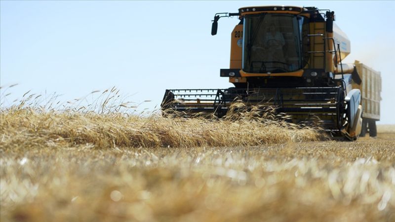 Çiftçinin yüzünü güldüren hasat başladı! Tonlarca üretiliyor, 12 bin liradan satılıyor