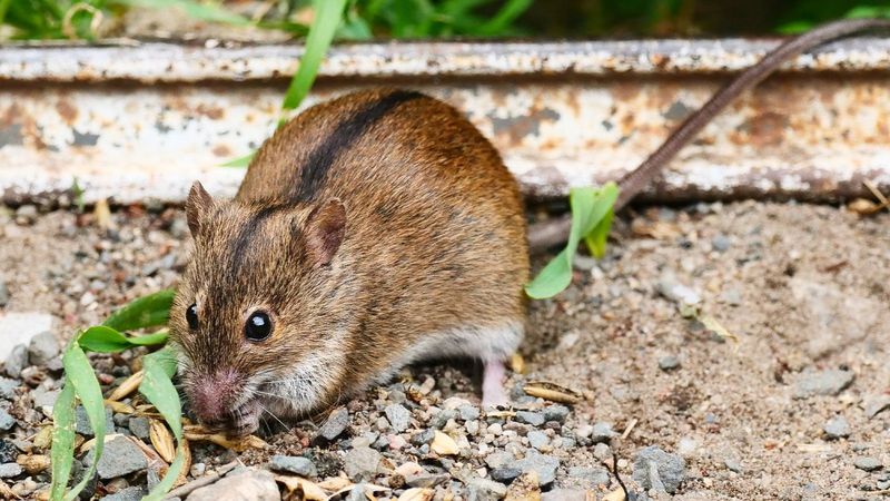 Bahçedeki bu detayları sakın atlamayın! Fareleri eve davet ediyor